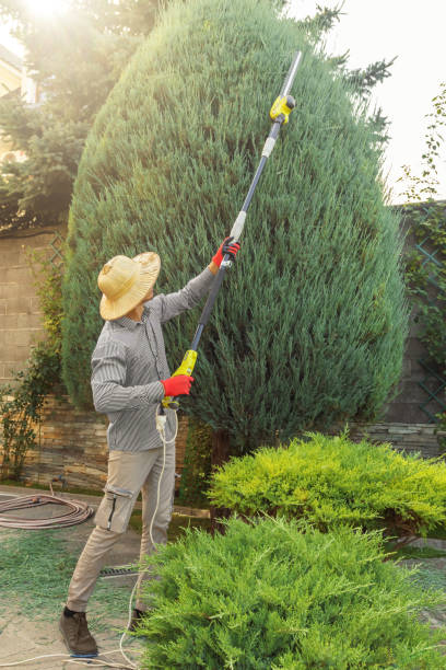 Professional Tree Service in Mandan, ND